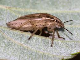 Attēlu rezultāti vaicājumam “Aelia acuminata”