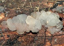 Attēlu rezultāti vaicājumam “Exidia thuretiana”