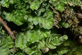 Attēlu rezultāti vaicājumam “Leiocolea heterocolpos”