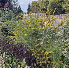 Attēlu rezultāti vaicājumam “Solidago canadensis flower”