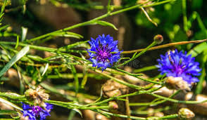 Attēlu rezultāti vaicājumam “Centaurea scabiosa flower”