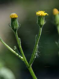 Attēlu rezultāti vaicājumam “Senecio viscosus flower”
