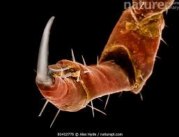 Attēlu rezultāti vaicājumam “Pediculus humanus capitis”