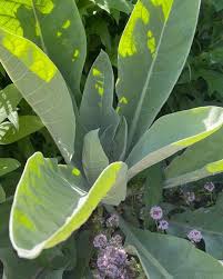 Attēlu rezultāti vaicājumam “Verbascum densiflorum leaf”
