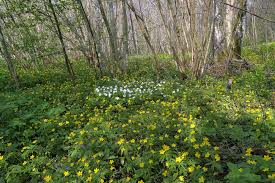 Attēlu rezultāti vaicājumam “Anemone ranunculoides”