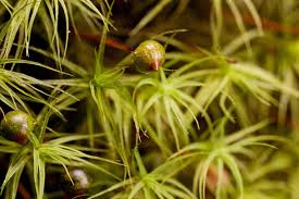 Attēlu rezultāti vaicājumam “Bartramia pomiformis”