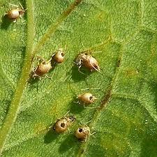 Attēlu rezultāti vaicājumam “Aphididae”