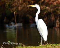 Attēlu rezultāti vaicājumam “Egretta alba adult”