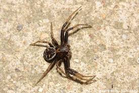 Attēlu rezultāti vaicājumam “Xysticus bifasciatus”