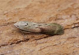 Attēlu rezultāti vaicājumam “Aphomia sociella male”