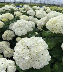 Attēlu rezultāti vaicājumam “Hydrangea arborescens flower”