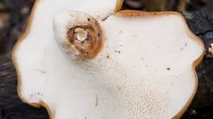 Attēlu rezultāti vaicājumam “Polyporus tuberaster”