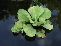 Attēlu rezultāti vaicājumam “Pistia stratiotes”