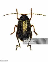 Attēlu rezultāti vaicājumam “Capsus ater”