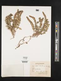 Attēlu rezultāti vaicājumam “Galium schultesii fruit”