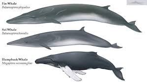 Image result for Balaenoptera borealis