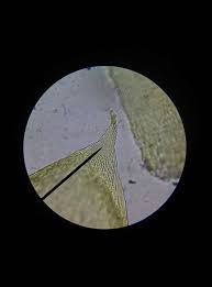 Attēlu rezultāti vaicājumam “Pseudoscleropodium purum”