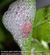 Attēlu rezultāti vaicājumam “Aphrophoridae nymph”