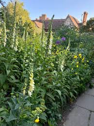 Image result for Digitalis grandiflora