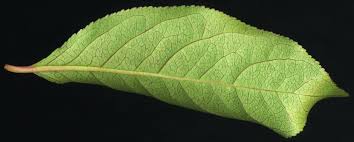 Attēlu rezultāti vaicājumam “Hordelymus europaeus leaf”