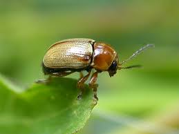 Attēlu rezultāti vaicājumam “Cryptocephalus pusillus”