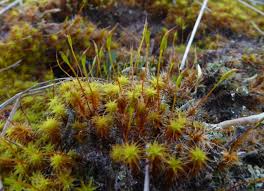 Attēlu rezultāti vaicājumam “Syntrichia ruralis var. ruralis sporophyte”