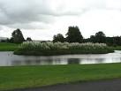 Pampas grass. This is a nice display, in the Mount Juliet estate golf club. - via Daymix