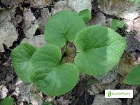 Attēlu rezultāti vaicājumam “Viola mirabilis leaf”