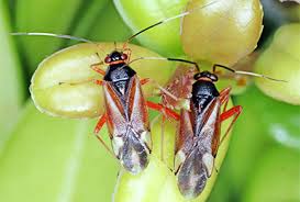 Attēlu rezultāti vaicājumam “Miridae”