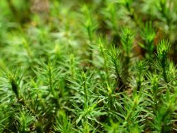 Attēlu rezultāti vaicājumam “Polytrichastrum formosum”