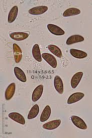 Attēlu rezultāti vaicājumam “Hypoxylon fuscum”
