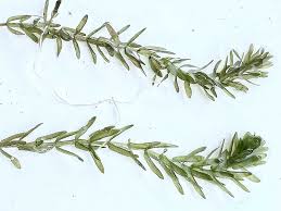 Attēlu rezultāti vaicājumam “Elodea canadensis leaf”