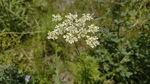 Image result for Chaerophyllum aureum