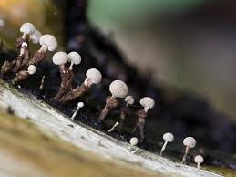 Attēlu rezultāti vaicājumam “Phleogena faginea”