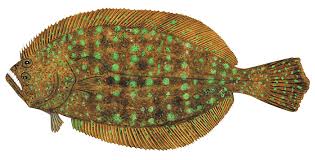 Image result for Paralichthys lethostigma