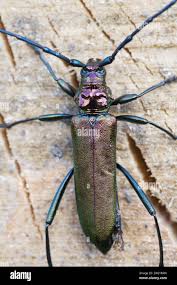 Attēlu rezultāti vaicājumam “Aromia moschata”