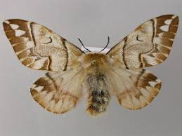 Attēlu rezultāti vaicājumam “Endromis versicolora”