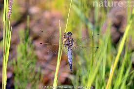 Attēlu rezultāti vaicājumam “Orthetrum cancellatum male”