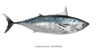 Image result for Euthynnus alletteratus