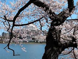 Image result for "cherry blossom" washington