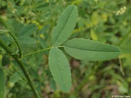 Attēlu rezultāti vaicājumam “Melilotus”