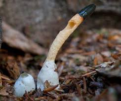 Attēlu rezultāti vaicājumam “Mutinus caninus”