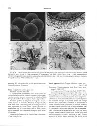 Attēlu rezultāti vaicājumam “Pachyphloeus melanoxanthus”