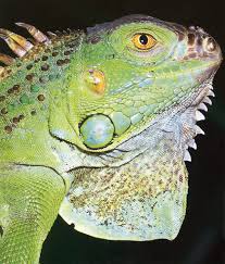 Attēlu rezultāti vaicājumam “Reptilia”