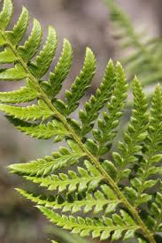 Attēlu rezultāti vaicājumam “Polystichum aculeatum”