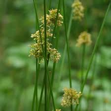 Attēlu rezultāti vaicājumam “Juncus effusus fruit”