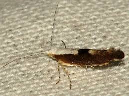 Attēlu rezultāti vaicājumam “Argyresthia semifusca”