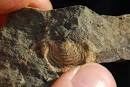 The fossil was in the Weather - via Daymix