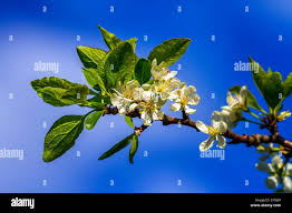 Attēlu rezultāti vaicājumam “Prunus domestica subsp. domestica leaf”