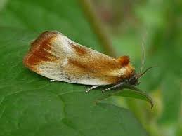 Attēlu rezultāti vaicājumam “Eulia ministrana”